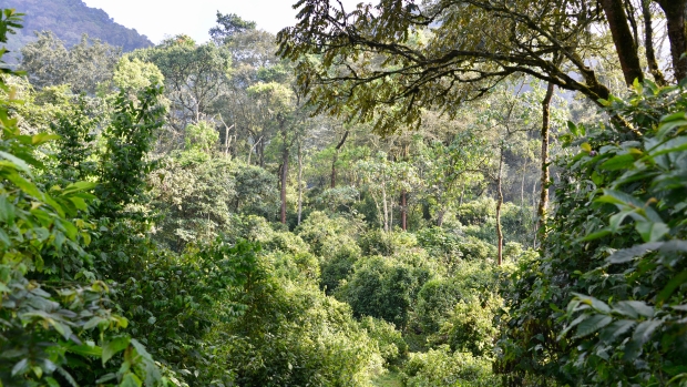 Bwindi Impenetrable Forest